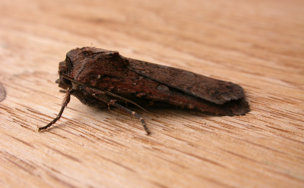 brown bogong moth